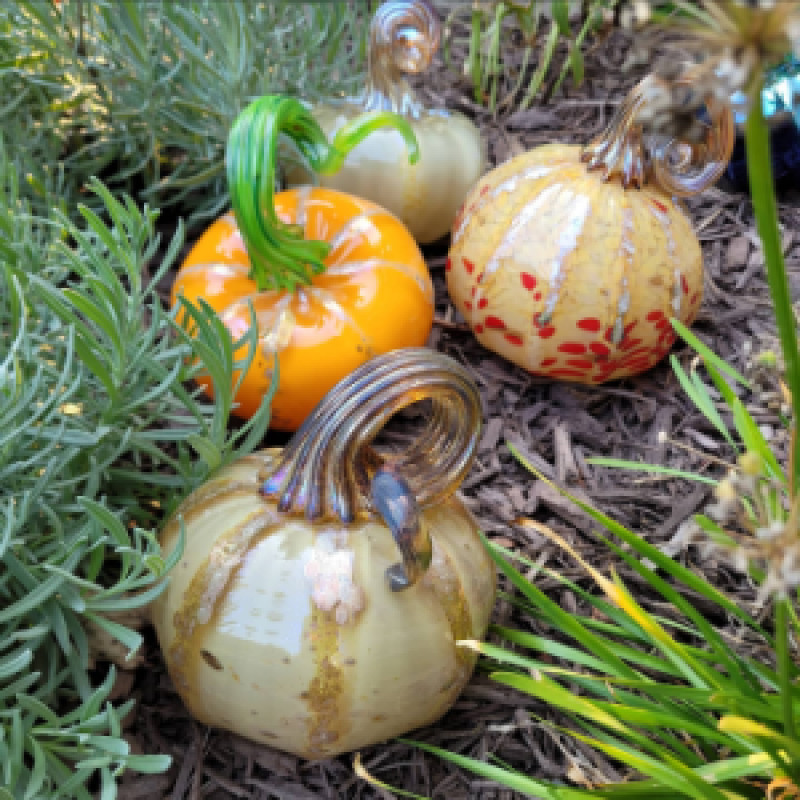 homepage-pumpkin_patch-300x300